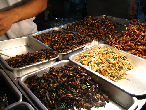 insekter